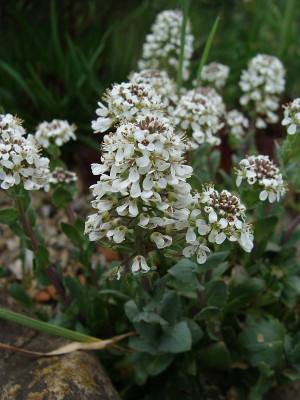 Thlaspi praecox.jpg