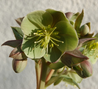 Helleborus_sternii_0050__0116.jpg