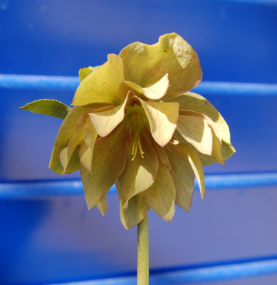 Helleborus-Hybride_Fidel_gefullt_00660__0165.jpg