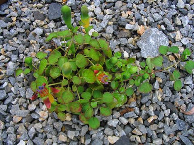 Fuchsia_procumbens_2.jpg
