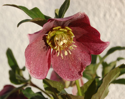 Helleborus_0060__0092.jpg