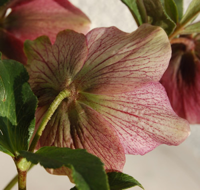 Helleborus_0070__0096.jpg