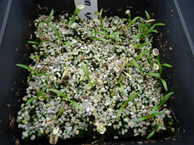 Selinum wallichianum Germination April 2018.JPG