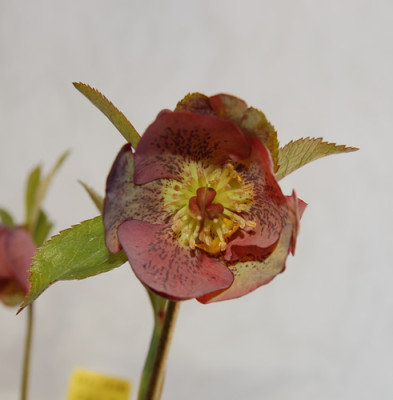 Helleborus-Hybride_Fidel_176_00550__0169.jpg