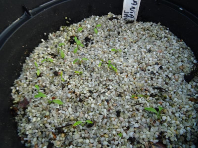Ranzania japonica Germination April 2018.JPG