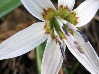 White Splendour.JPG