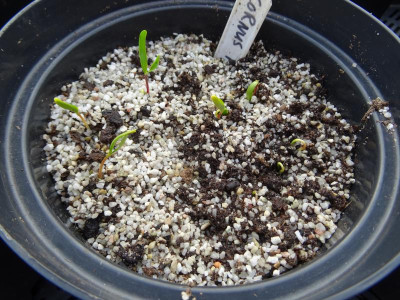 Cornus mas Germination April 2018.JPG