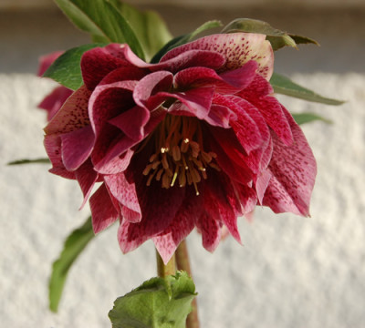 Helleborus-Hybride_gefullt_rot__00100_121.jpg