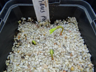 Pinus ponderosa Germination April 2018.JPG