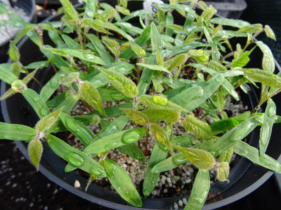 Acer maximowiczianum Germination April 2018.JPG