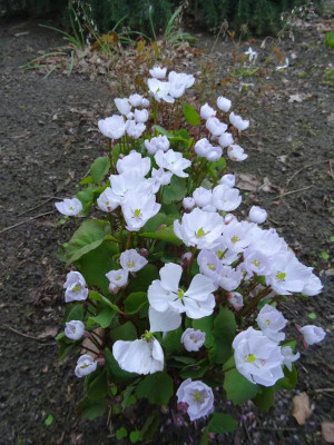 Jeffersonia dubia April 2018.JPG