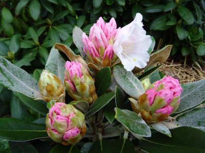 Rhododendron yakushimanum x pachysanthum April 2018.JPG