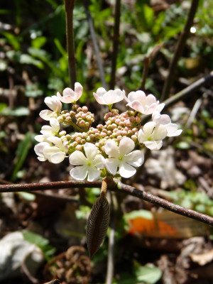 2018-04-15 Viburnum furcatum 'Pink Parasol'.jpg