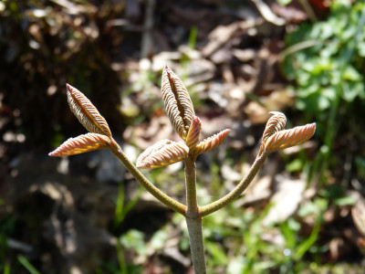 2018-04-15 Viburnum furcatum 'Pink Parasol' 2.jpg