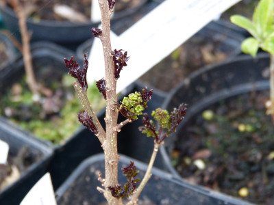 2018-04-15 Zanthoxylum piperitum - purple leaved.jpg