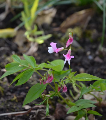 Lathyrus_vernus.18-1.jpg