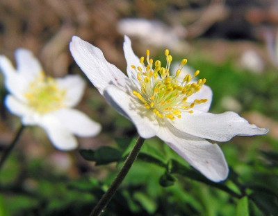 ANEMONE_DI_1303.jpg