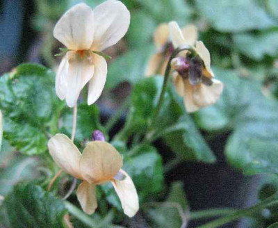 13.3.07._Viola_odorata_Sulphurea_009.JPG