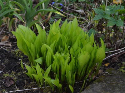 Hosta-ChineseSunrise.18-1.jpg