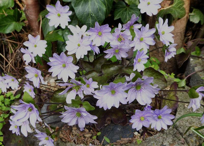 'Ann' ...    14.4.18 004.jpg