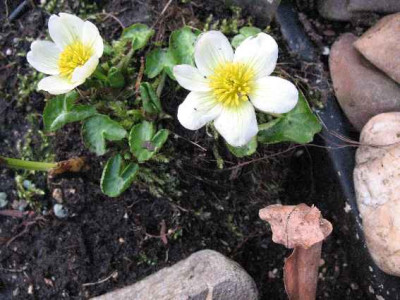 13.3.07._Caltha_palustris_Alba_005.JPG