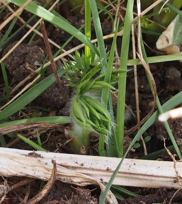 Kopfsteckling-pulsatilla.jpg