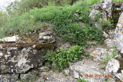 Burgberg Steinheim 013.JPG