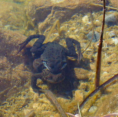 frosch2.jpg