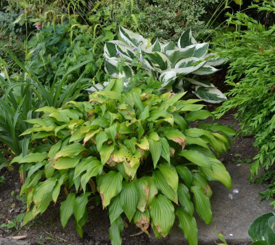 Hosta-ChineseSunrise.17-2.jpg