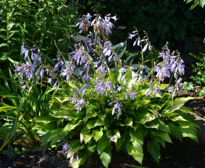 Hosta-ChineseSunrise.15-3.jpg