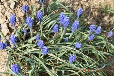 Burgberg Steinheim 032.JPG
