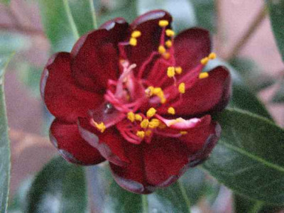 13.3.07._Camellia_Night_Rider__016.JPG