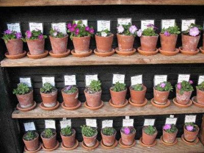 13.3.07._Primula_allionii_-_Teilansicht__011.JPG