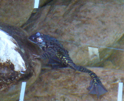 frosch3.jpg
