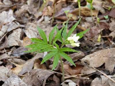 2018-04-15 Cardamine pinnata.jpg