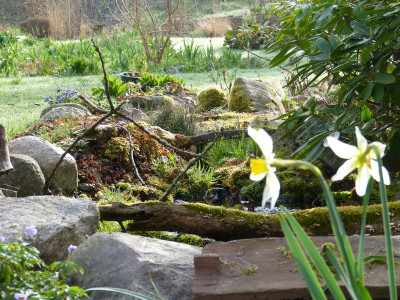 2018-04-15 Gartenimpressionen 2.jpg