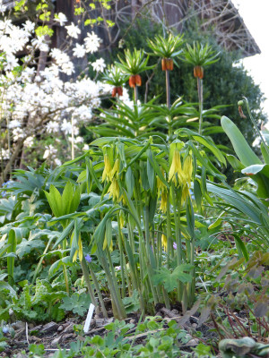 2018-04-15 Uvularia grandiflora.jpg