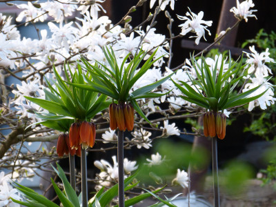 2018-04-15 Fritillaria imperialis.jpg