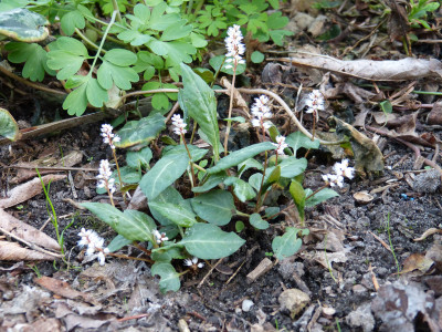 2018-04-15 Persicaria tenuicaulis.jpg