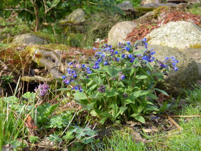 2018-04-15 Pulmonaria.jpg