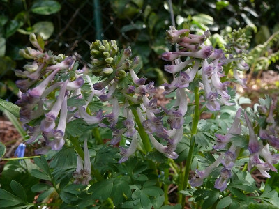 corydalis_solida_2018-04-15_283.jpg