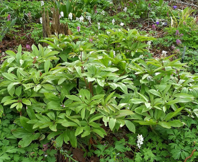 IMG_20180415_182655_ePaeonia emodi_Absaat Irm.jpg
