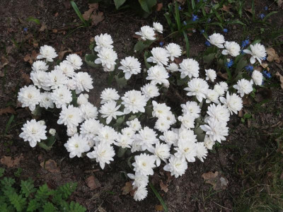 Sanguinaria canadensis 'Multiplex'_6416.jpg