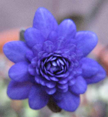 13.3.07._Hepatica_n._var._jap._Unabara_019.JPG
