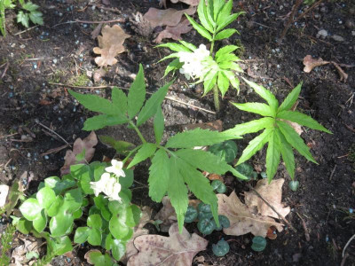 Cardamine kitaibelii_6422.jpg