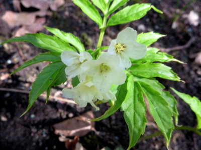 Cardamine kitaibelii_6423 - Arbeitskopie 2.jpg