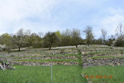 Burgberg Steinheim 001.JPG