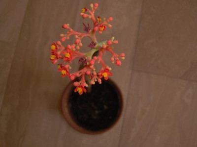 Jathropha_podagrica_Blute_2007.jpg