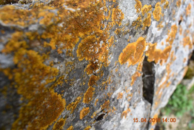 Burgberg Steinheim 015.JPG
