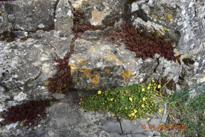 Burgberg Steinheim 018.JPG